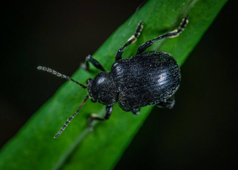 Macro insect beetle