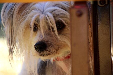 Lap dog fearful dog terrier photo