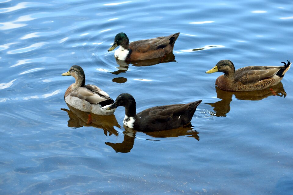 Avian nature animal