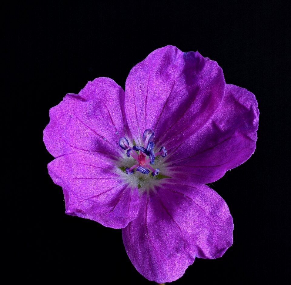 Stamens stamen blossom