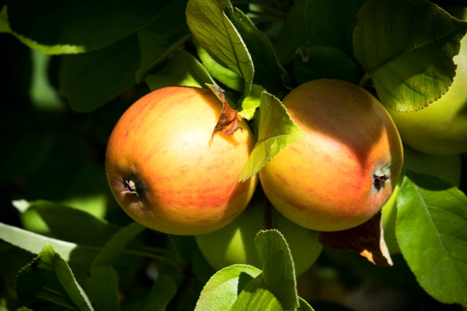 Fruit vitamins brothers and sisters