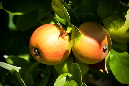 Fruit vitamins brothers and sisters