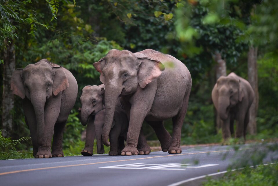 Mammal thailand wildlife