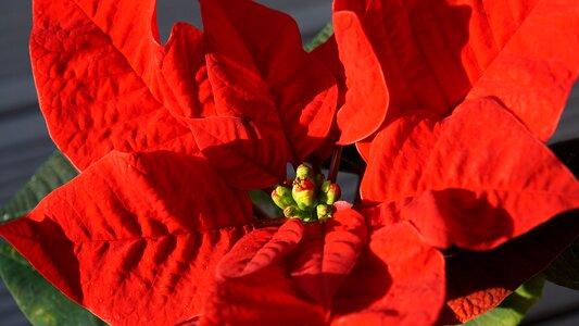 Close up christmas plant christmas