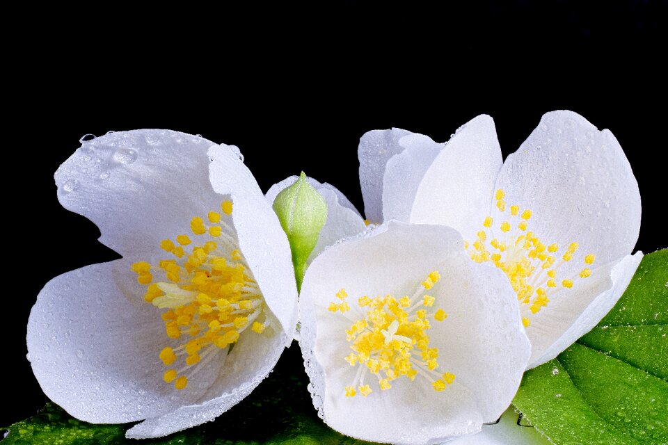 Spring flower white white splendour