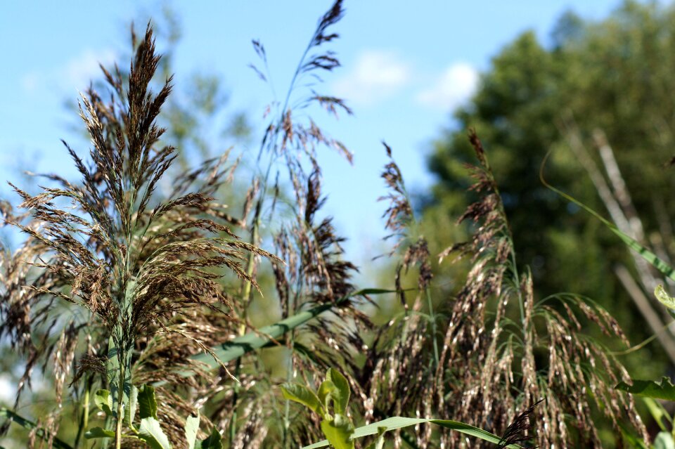 Sky blue field cereals