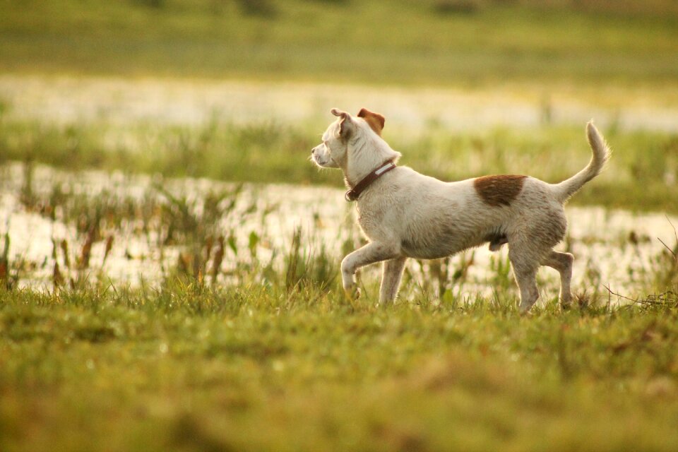 Small dog pet animal photo