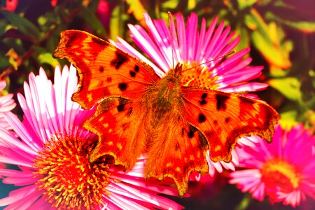 Flowers apiformes animals