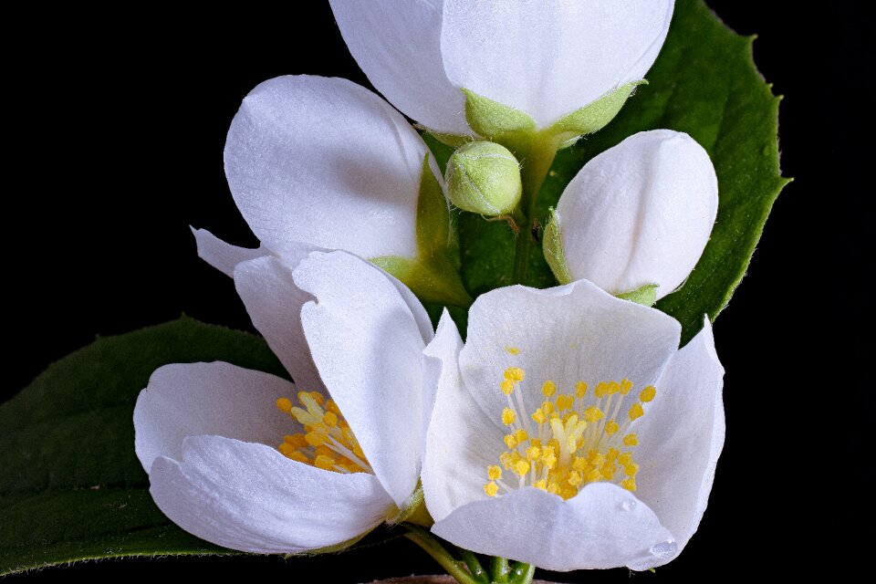 Spring flower white white splendour