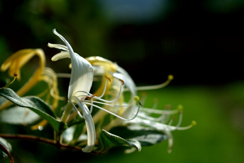 Tentacles stamens flower