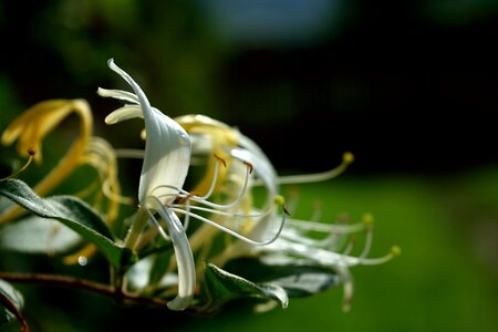 Tentacles stamens flower