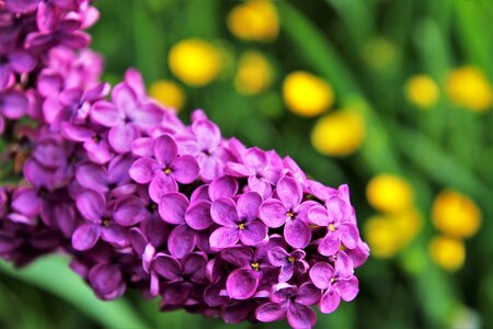 Blooms green flower