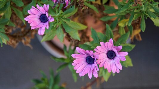 Pink beauty nature