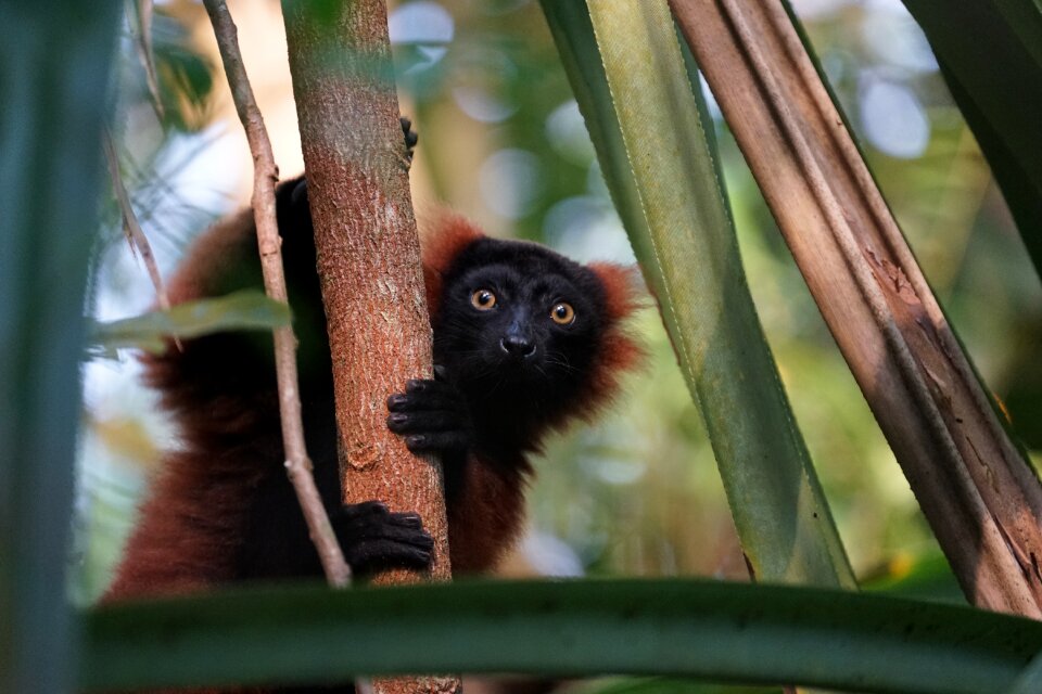 Rainforest madagascar tropical