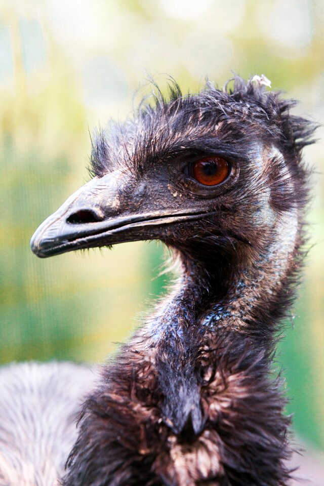 Head big bird bird portrait