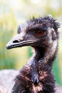 Head big bird bird portrait