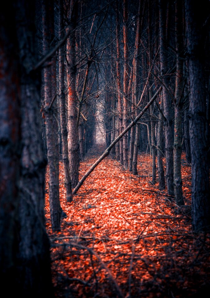 Mood atmosphere forests