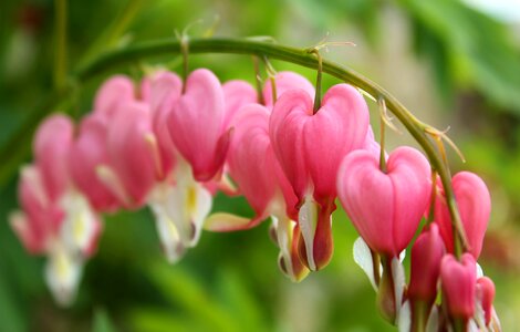Nature plants garden