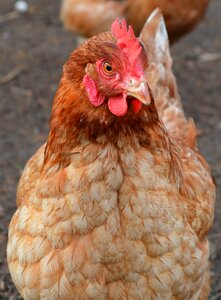Hen close up poultry