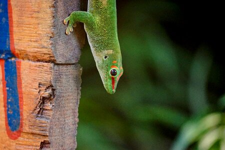 Masoala rainforest zoo