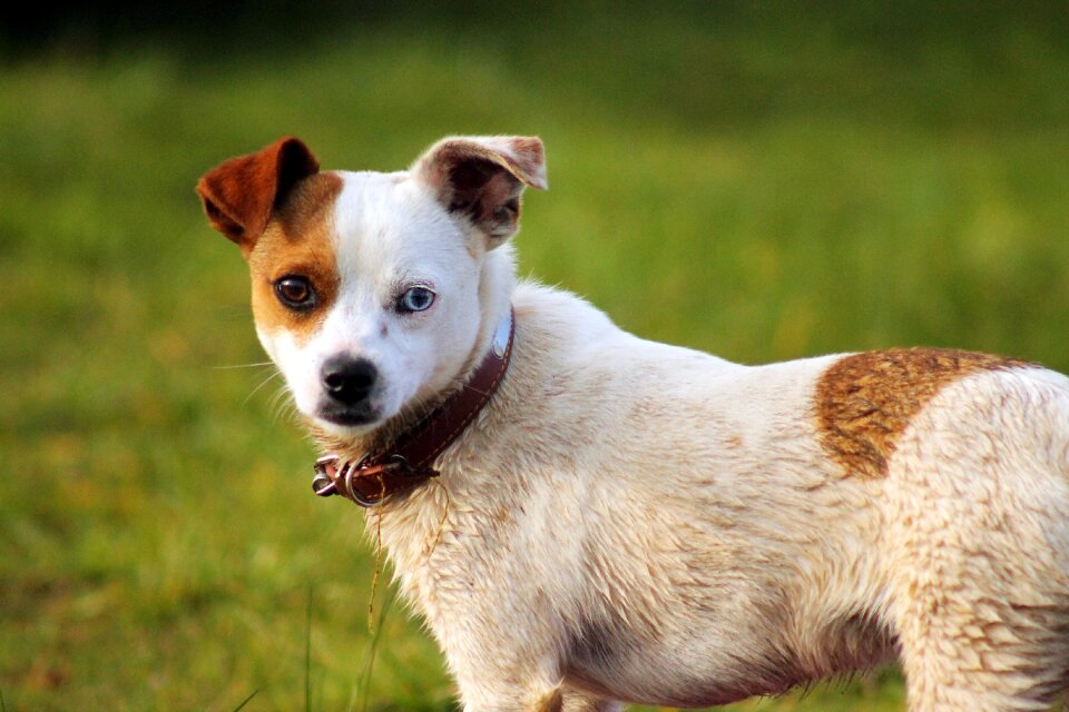 Small dog pet animal