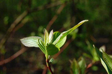 Bud spring light