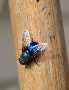 Close up insect blue