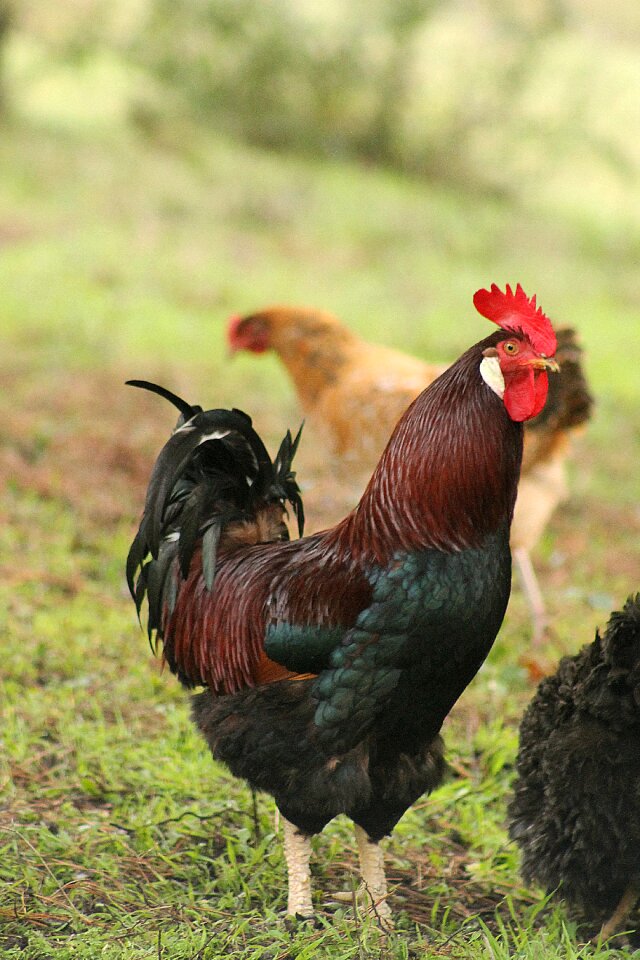 Animals domestic fowl chickens