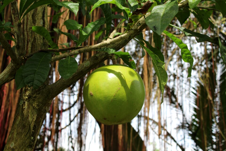 Exotic branch leaves