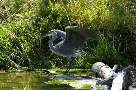 River water wing photo