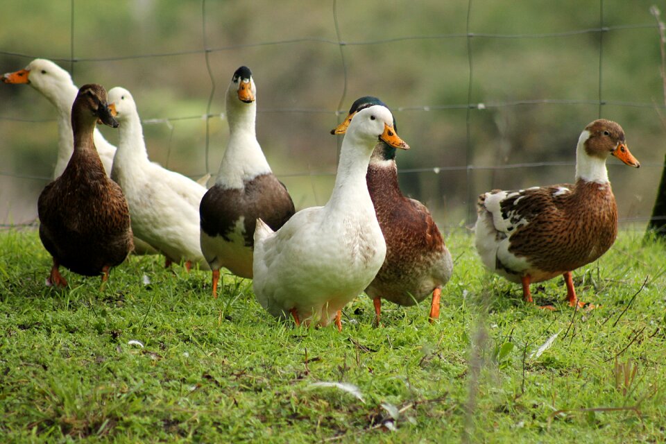 Wild ducks animal birds