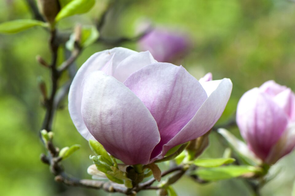 Spring nature lilac
