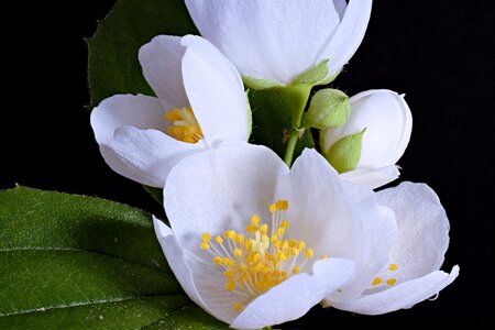 Spring flower white white splendour photo