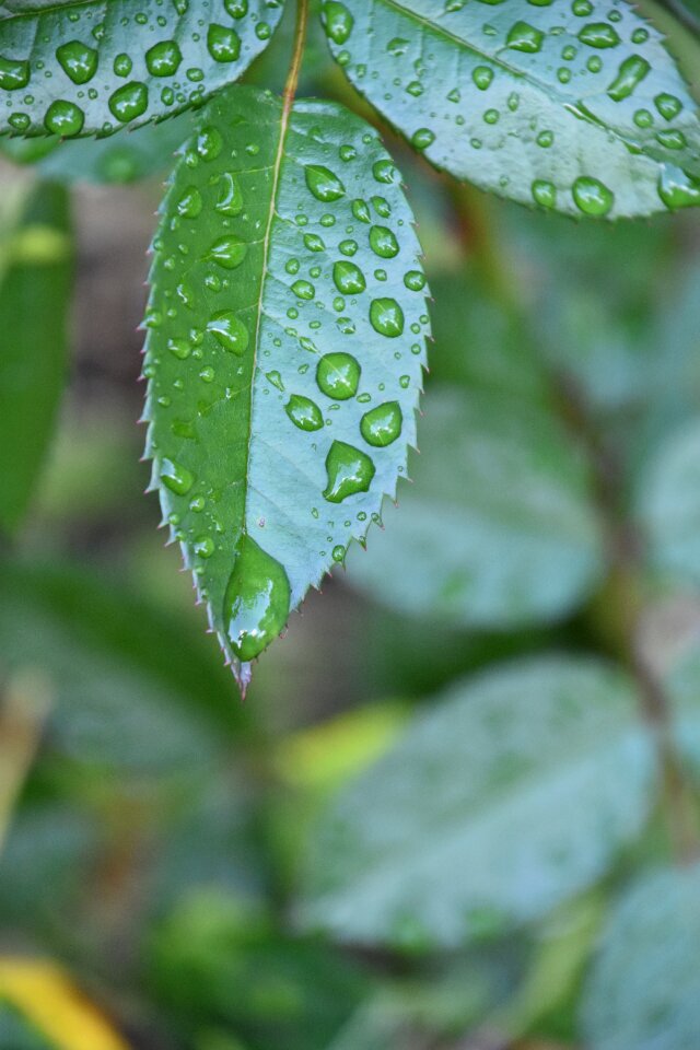 Water nature garden