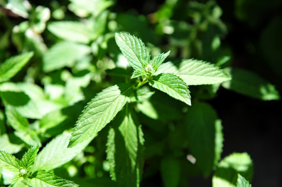 Leaf herbs herbal plant