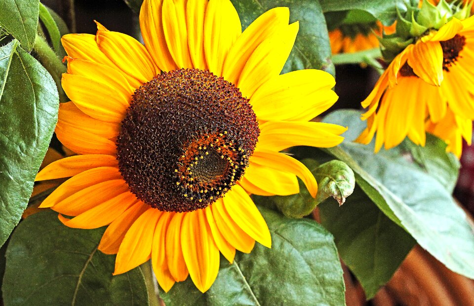 Flourishing ornamental sunflower clear