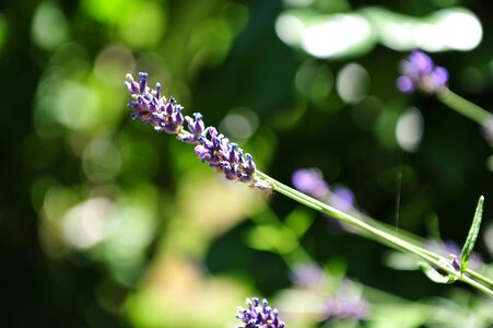 Herbs flowers violet photo