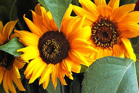 Flourishing ornamental sunflower clear photo