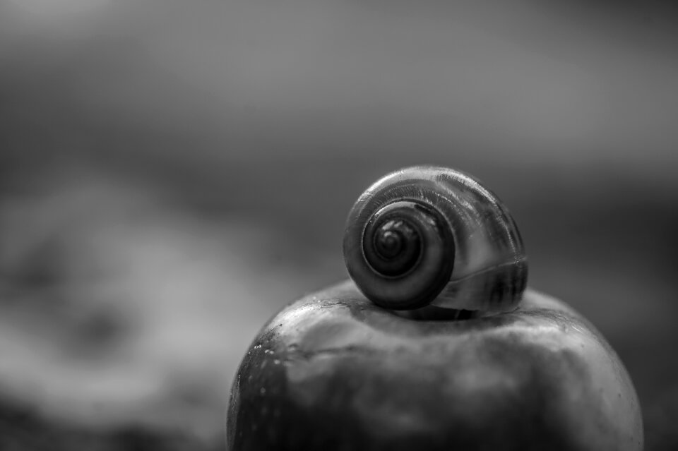 Snail apple close up