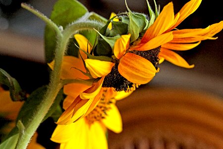 Flourishing ornamental sunflower clear photo