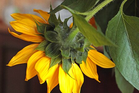 Flourishing ornamental sunflower clear