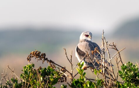 Bird hawk wildlife photo