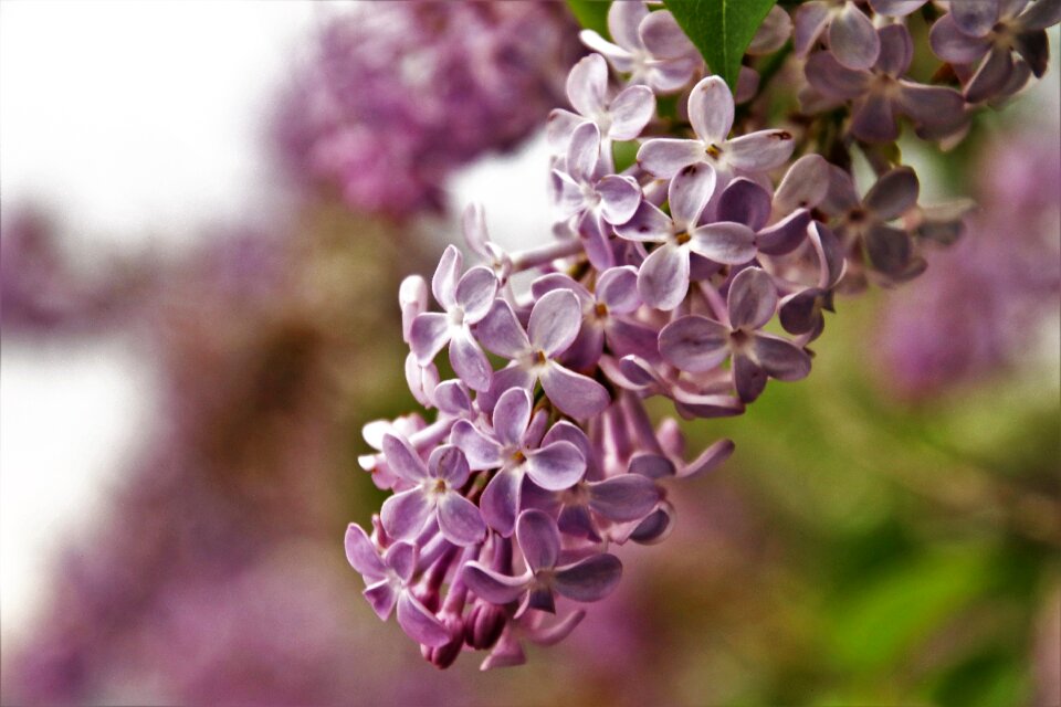 Nature spring may