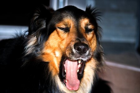 Portrait snout face