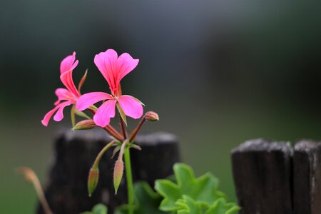 Blossom blooming flowers