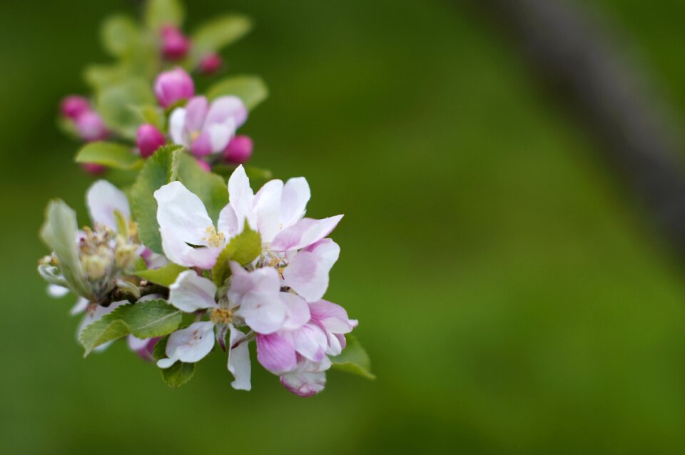 Close pink branch photo