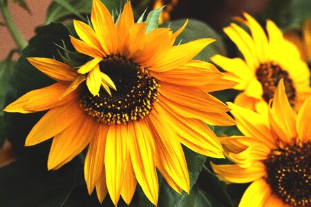 Flourishing ornamental sunflower clear photo