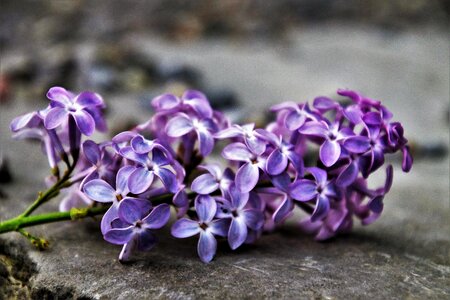 Lilac nature plant