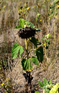 Summer of the century sunflower field wither