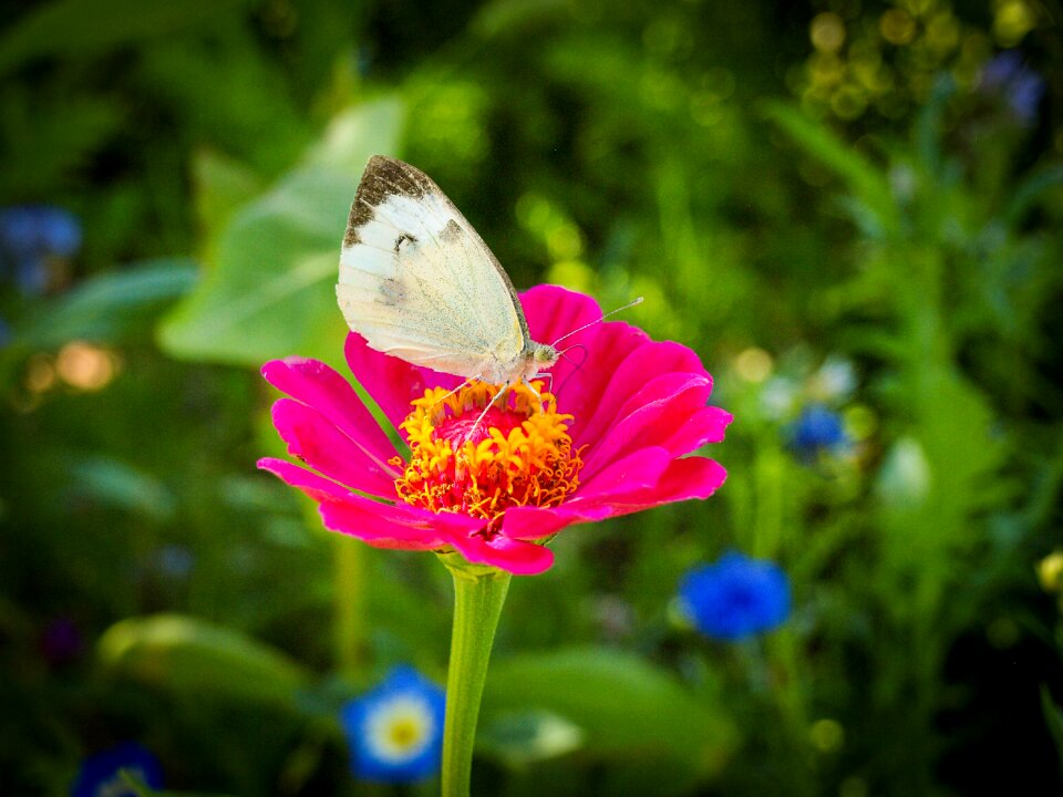 Insect animal flower